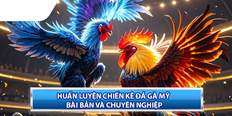 Luật và cách cược cơ bản trong Đá Gà Mỹ