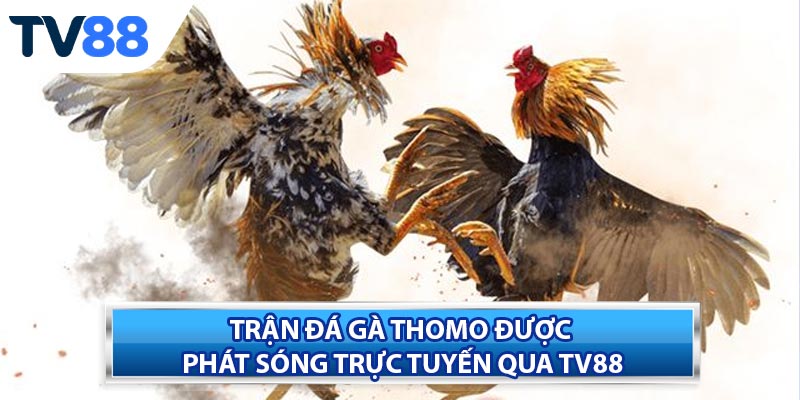 Các hình thức cược phổ biến trong Đá Gà Thomo